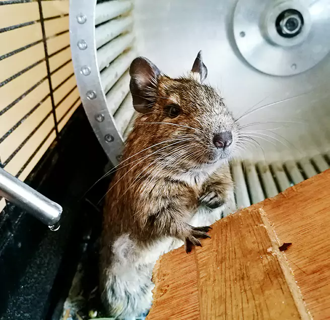 Why Homeowners & Businesses Trust Us Rowlett, TX